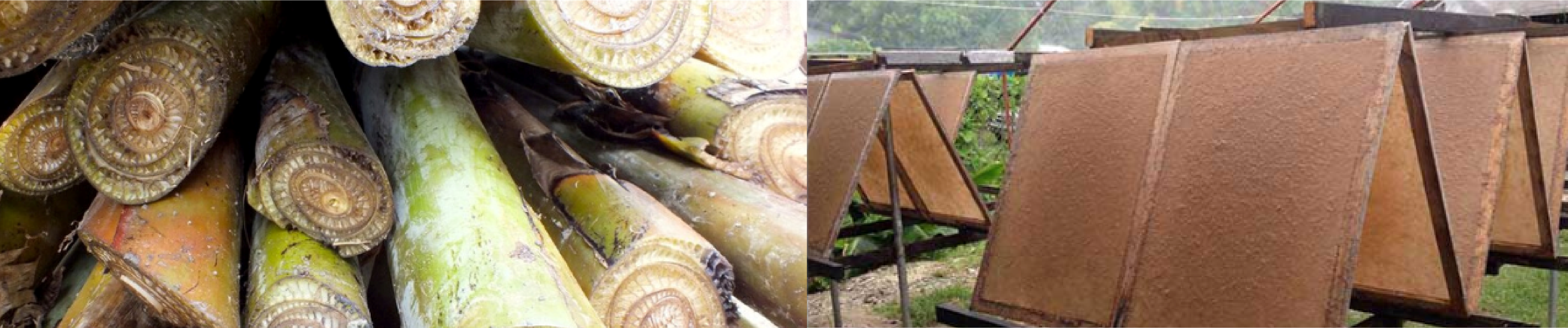 How NaturePacks works from banana stems to processed fiber sheets