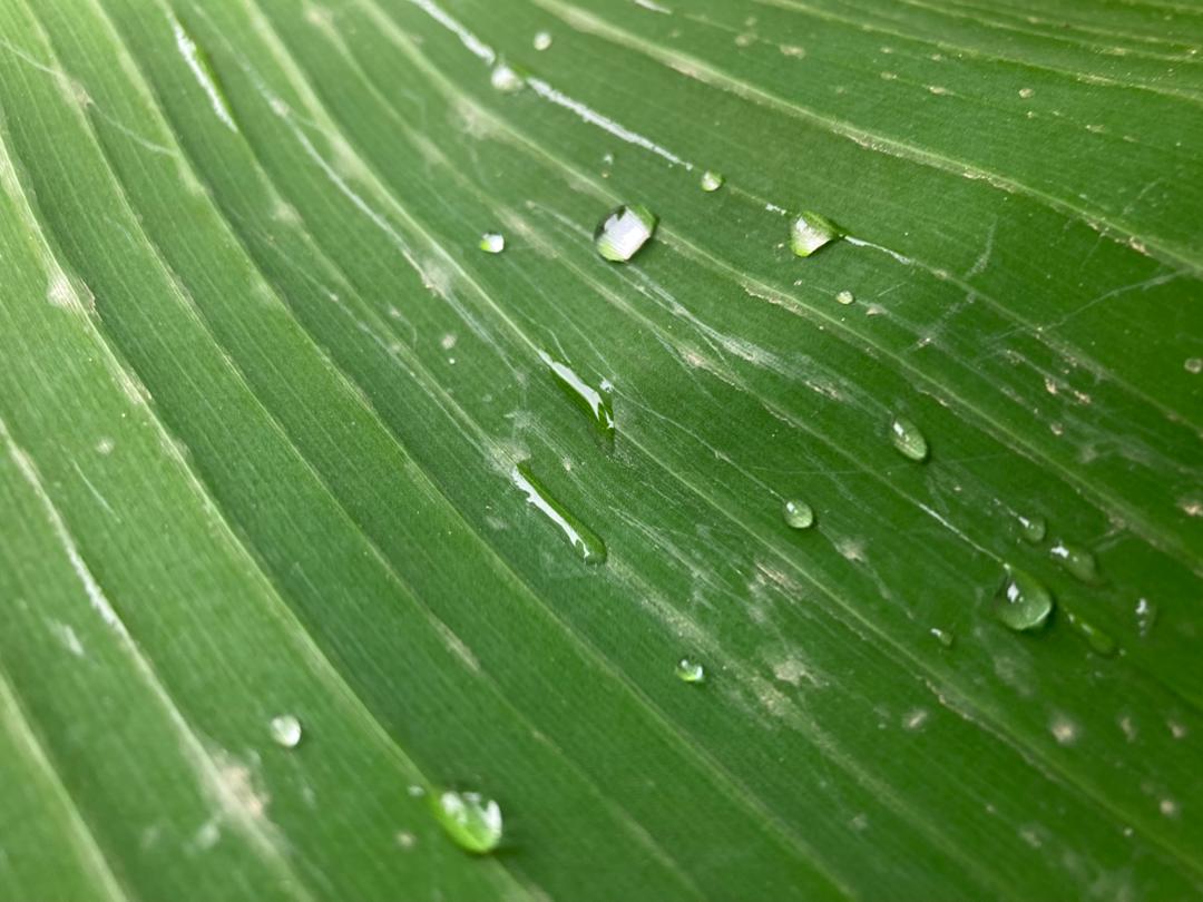 Fresh banana leaf close-up showing natural fiber structure
