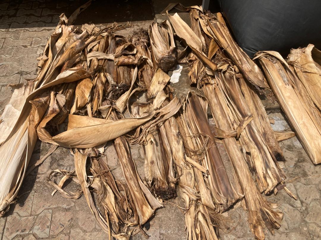 Dried banana stems collected and ready for processing