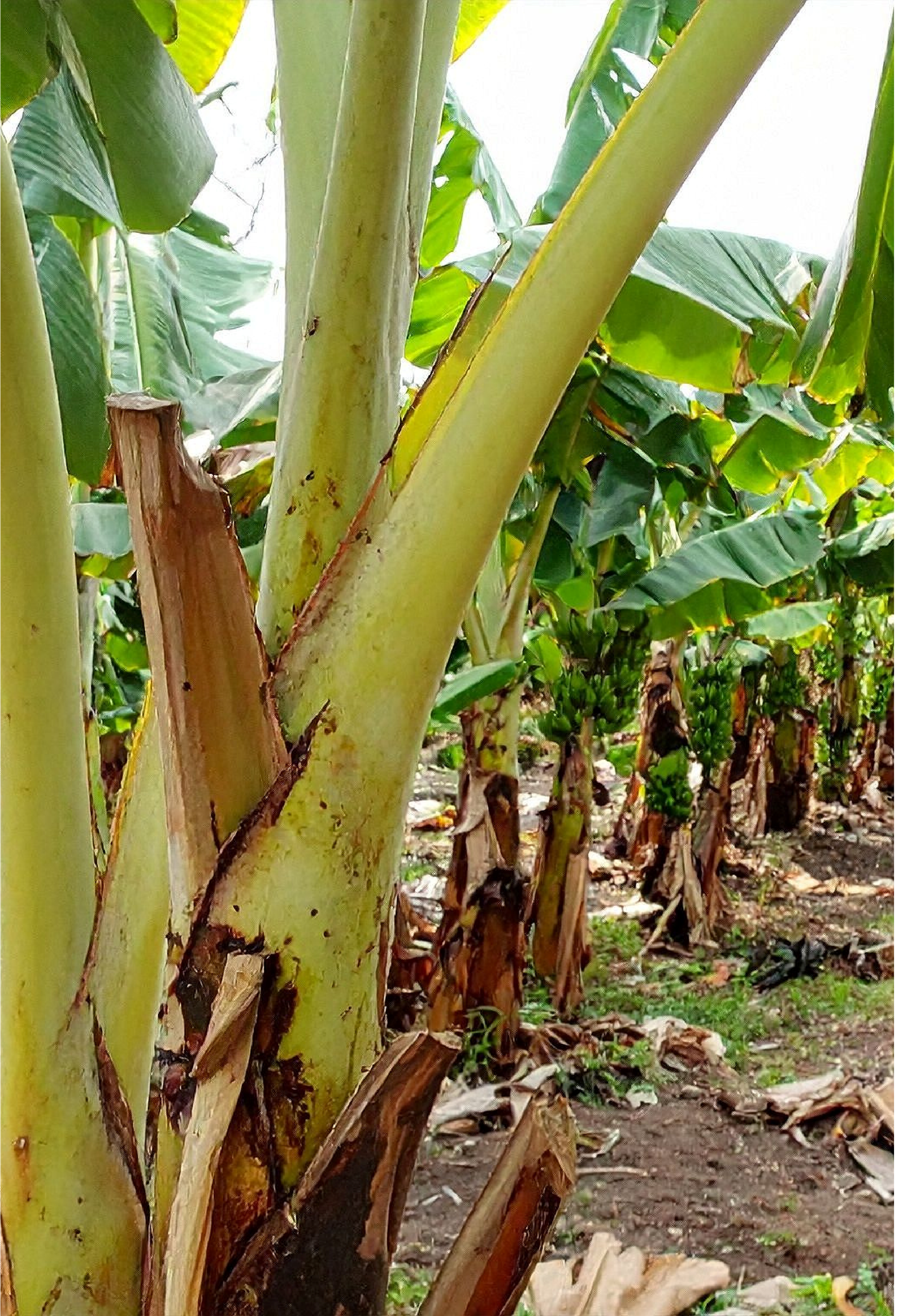 Banana and plantain plantation used as the raw agricultural source of NaturePacks fiber